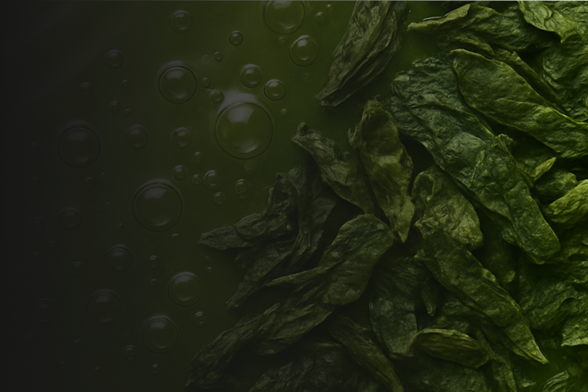Green Tea Extract
