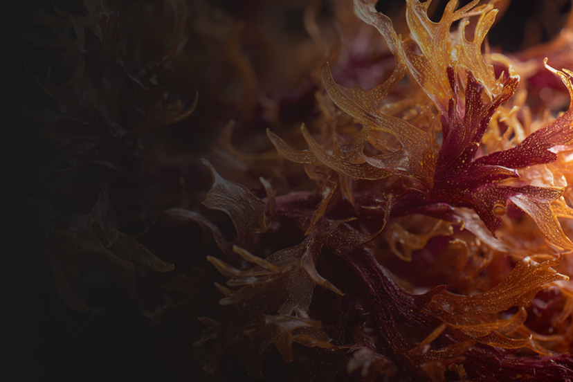 Irish Sea Moss
