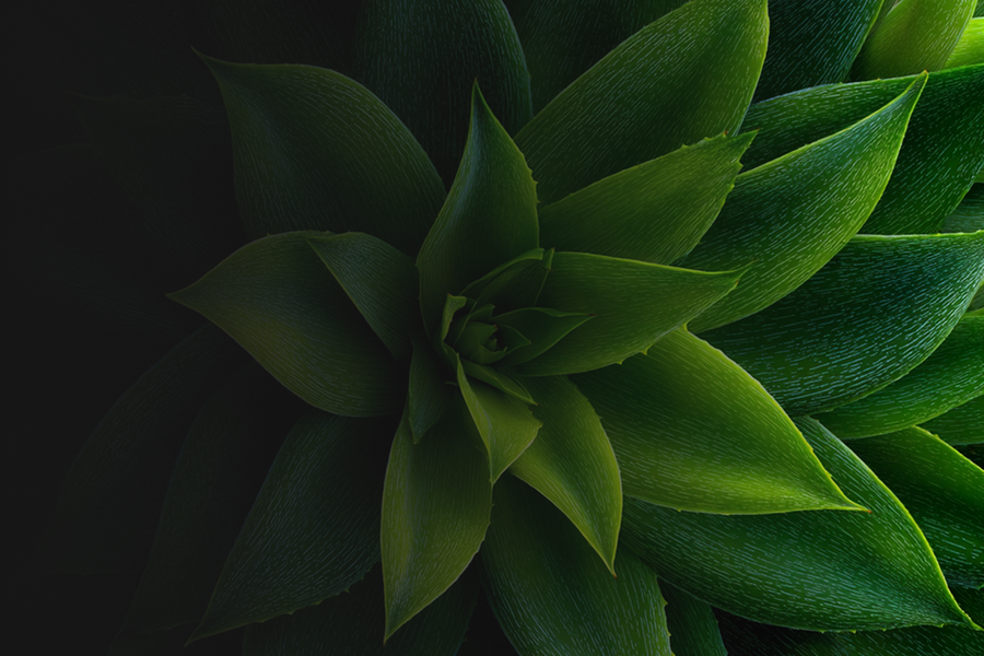 Agave